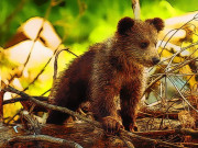 Cute Baby Bears